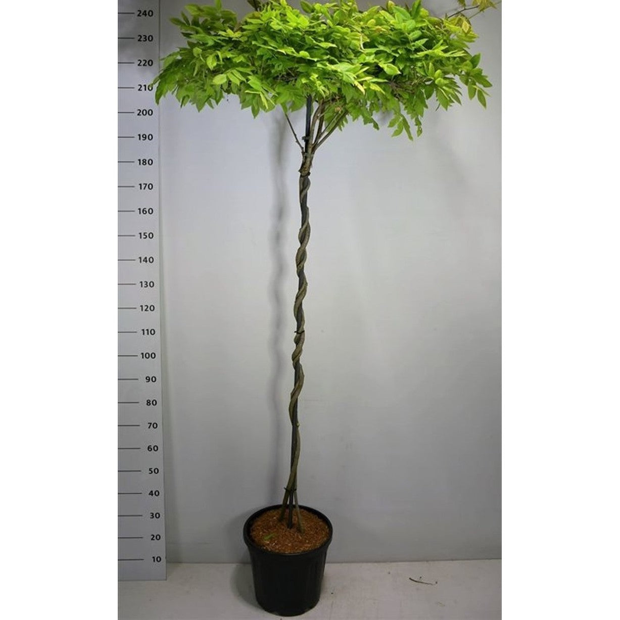 Japansk blåregn – Wisteria brachybotrys 'Yokohama fuji' - C25 180 cm. Dakvorm